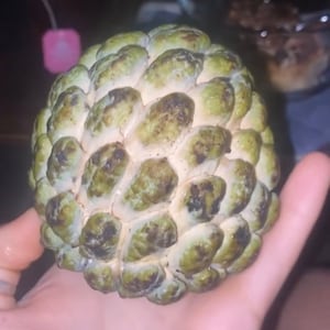 10+ Sugar apple SEEDS