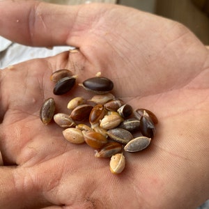 Miracle fruit 5+ SEEDS