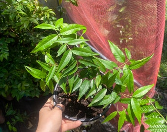 Rosa de pescosa jaboticaba or RDP