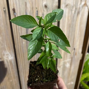 Thai basil PLUG