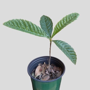 Loquat seedling 6inch pot