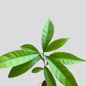 Canistel seedling 1 gallon 1 year old