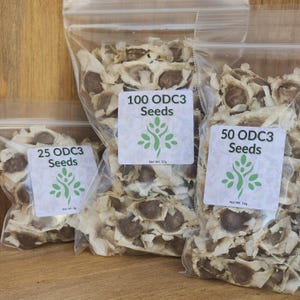 May include: Three clear plastic bags filled with seeds, each labeled with the text "ODC3 Seeds" and a quantity: 25, 50, and 100. The labels also include a green tree graphic and the net weight in grams.