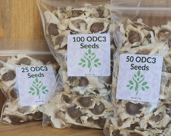 ODC3 Moringa Oleifera Seeds