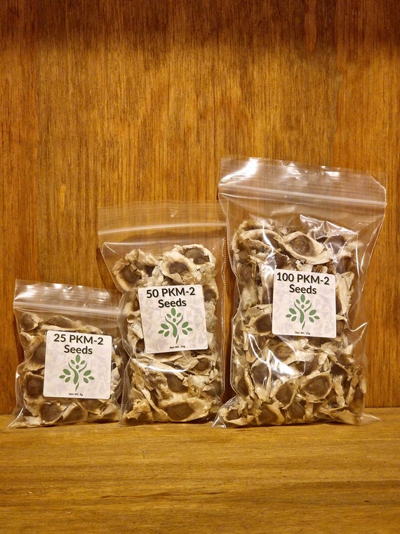 PKM-2 Moringa Oleifera Seeds - Premium Drumstick Tree Seeds for Planting