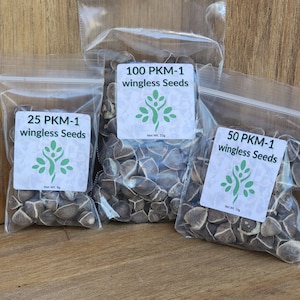 Moringa seeds Moringa Oleifera The Miracle Tree (wingless PKM-1) FREE SHIPPING
