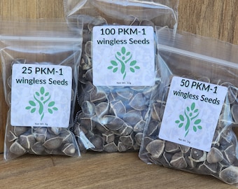 Moringa seeds Moringa Oleifera The Miracle Tree (wingless PKM-1) FREE SHIPPING