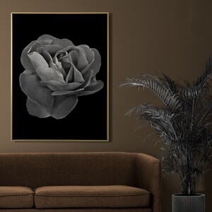 Könnte beinhalten: Ein Schwarzweißfoto einer einzelnen Rose in voller Blüte vor schwarzem Hintergrund.