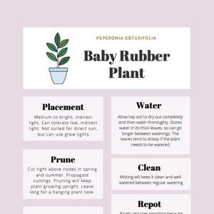 Baby Rubber Plant Care Tips & Tracker