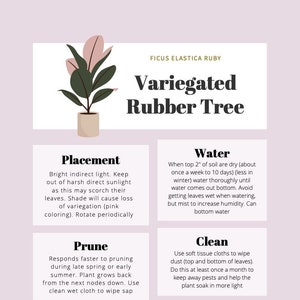 Rubber Tree Care Tips & Tracker