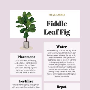 Fiddle Leaf Fig Care Tips & Tracker