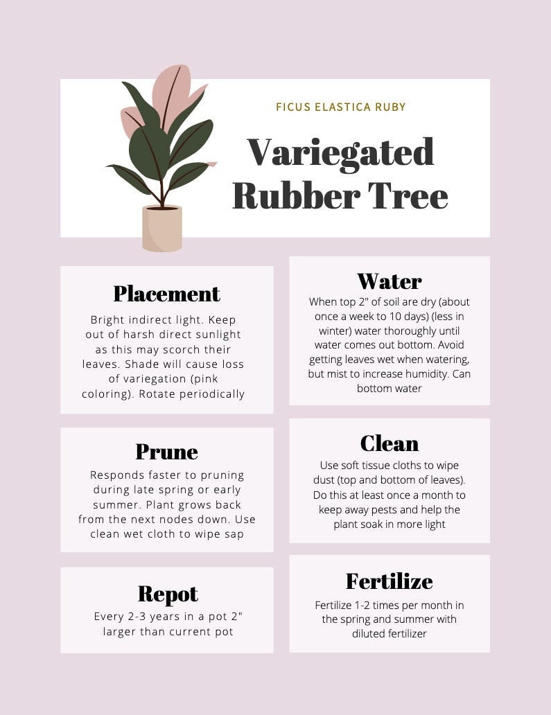 The Rubber Plant Care Guide - Ficus Elastica