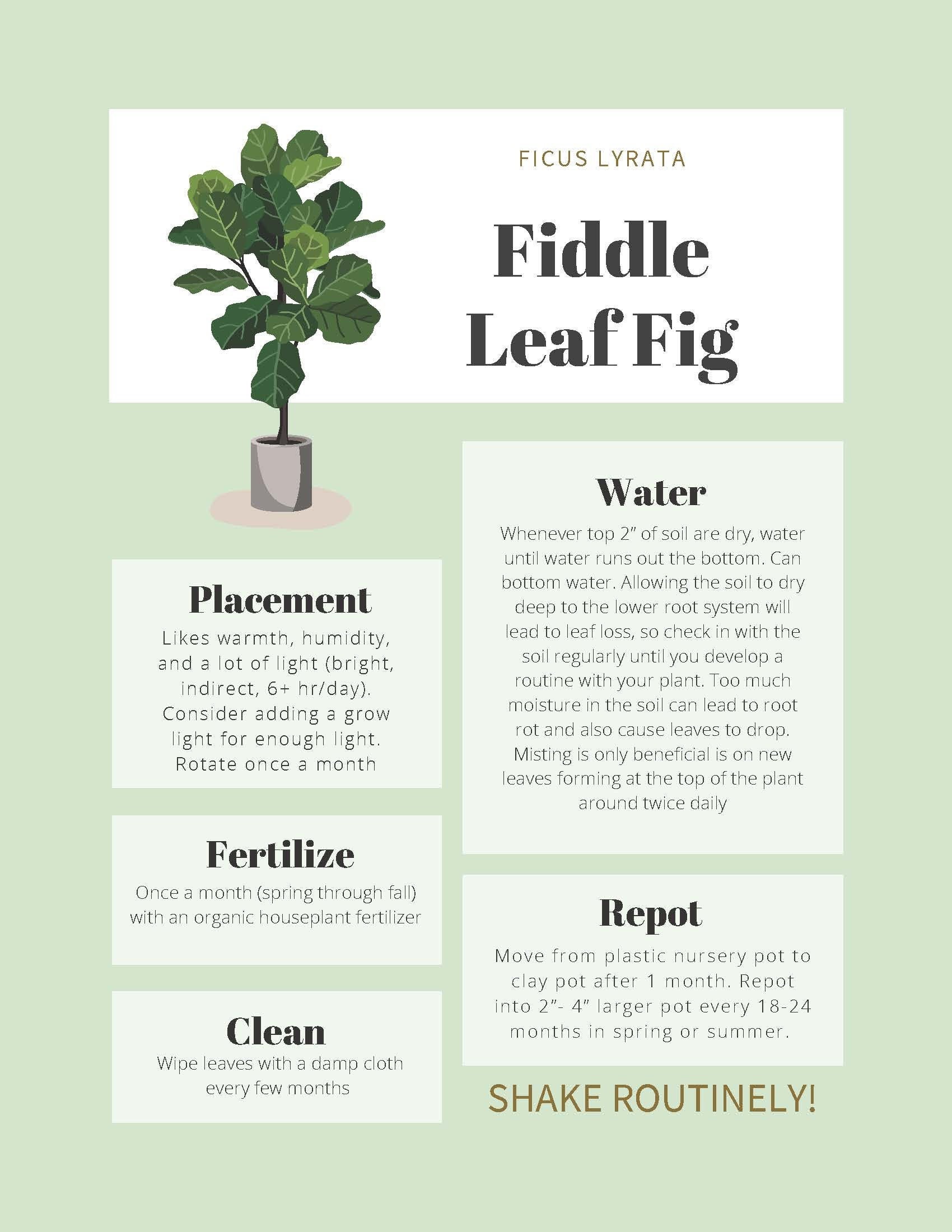 Fiddle Leaf Fig Care Tips & Tracker - Green - Etsy