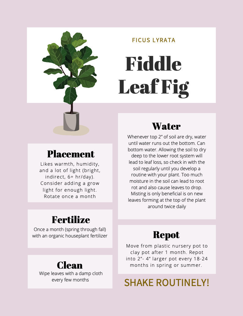 Fiddle Leaf Fig Care Tips & Tracker - Etsy