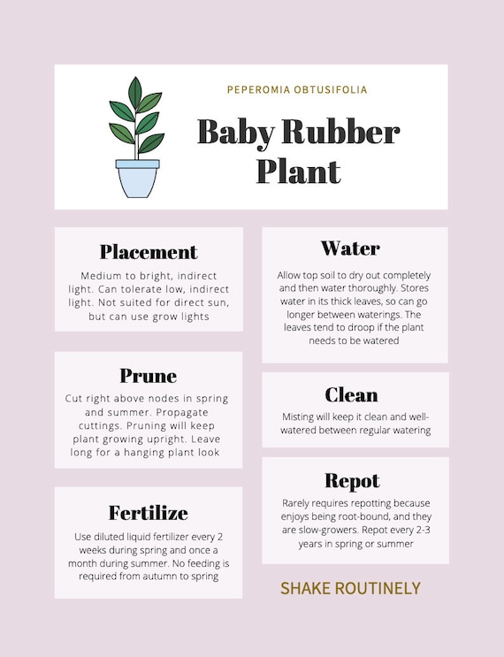 Baby Rubber Plant Care Tips & Tracker - Etsy Australia