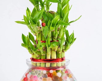 Esconder Lucky Bamboo Plant (3-laags) in glazen pot (maat: groot; 32-35 stengels)