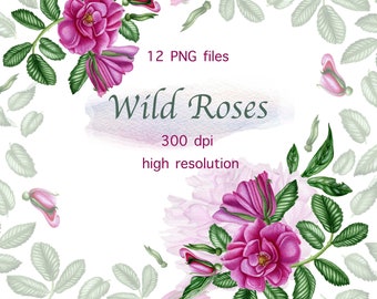 Watercolor Roses Set | Roses Clipart | Botanical Illustration | Digital Download.