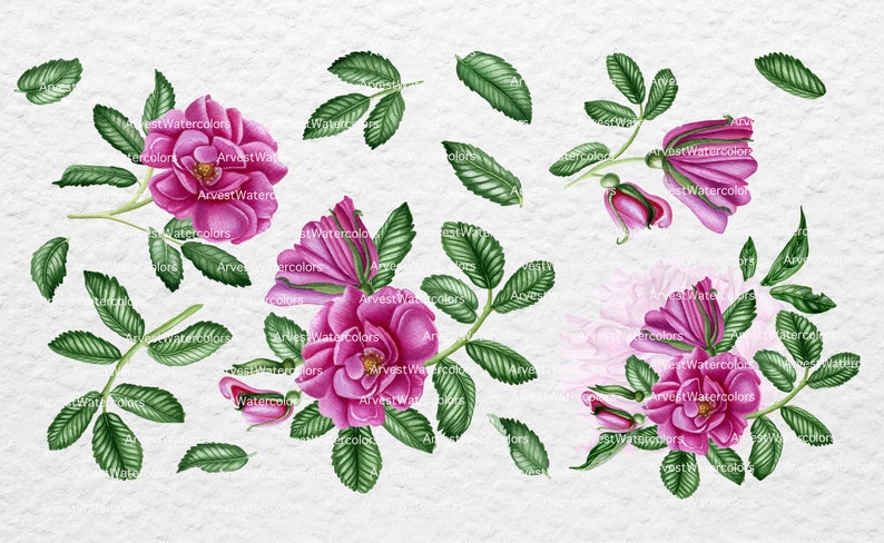 Watercolor Roses Set | Roses Clipart | Botanical Illustration | Digital ...