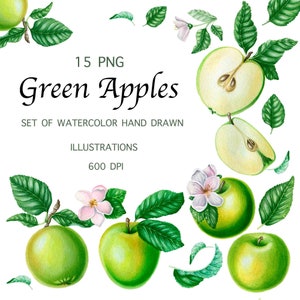 Green Apples Digital, Illustration botanique, Aquarelle Pomme, Clipart Apple PNG, Apple Painting, Téléchargement instantané