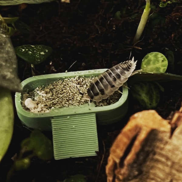 Isopod Feeding Dish with Ramp