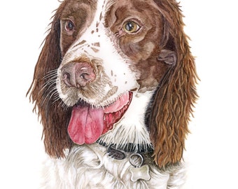 Springer Spaniel WaterColour Painting - Signed Limited Edition Print