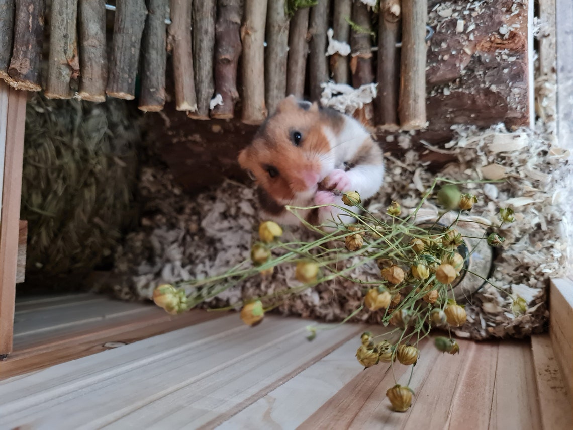 Hamster Spray Bundle Variation Box 100gr Huisdiervoer & Etsy