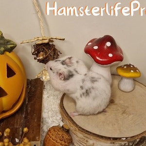 Hamster Traktatiedoos Vlasspray Gedroogde Groenten & Fruit huisdiersnoepjes Healthy Hamster Snacks Rozenbottel Gedroogde Bloemen afbeelding 5