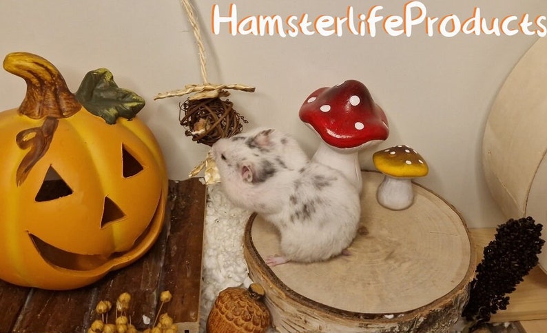 Hamster Traktatiedoos Vlasspray Gedroogde Groenten & Fruit huisdiersnoepjes Healthy Hamster Snacks Rozenbottel Gedroogde Bloemen afbeelding 5