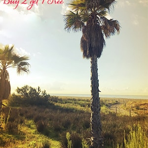 Puede incluir: Una palmera se alza en un campo de hierba con un cielo azul y nubes blancas en el fondo. El texto "Buy 2 get 1 Free" est&aacute; escrito en rojo cursivo en la parte superior de la imagen.