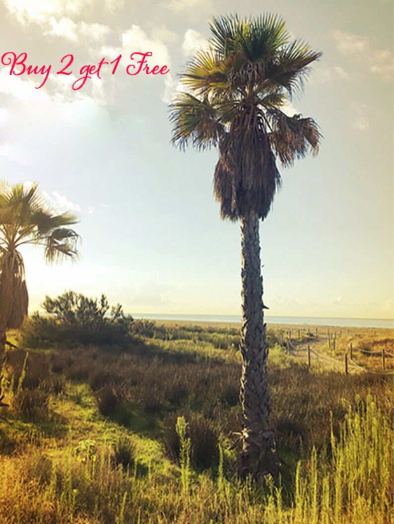 Puede incluir: Una palmera se alza en un campo de hierba con un cielo azul y nubes blancas en el fondo. El texto "Buy 2 get 1 Free" est&aacute; escrito en rojo cursivo en la parte superior de la imagen.