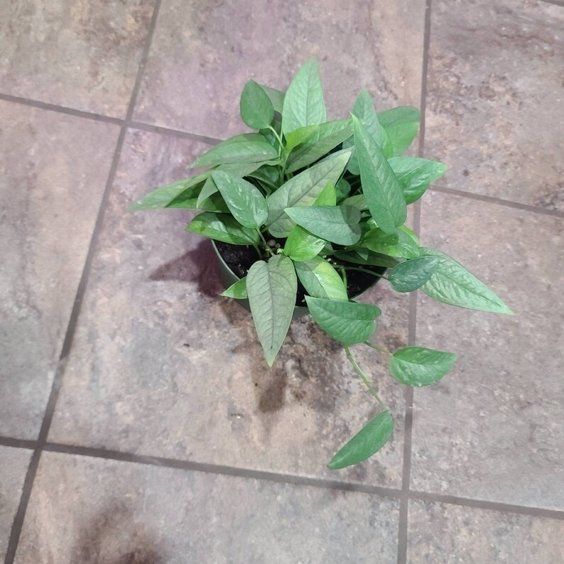 best prices offers Cebu Blue Epipremnum Pinnatum pothos 6