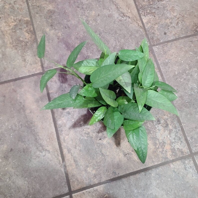 best prices offers Cebu Blue Epipremnum Pinnatum pothos 6