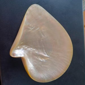 White Mother of Pearl shell AAA quality Large 18cm Pinctada Maxima Oyster Polished Exterior and Interior South Pacific Ocean MINT Condition