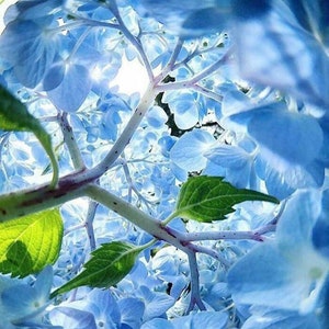 Blue Serenity Cross Stitch Pattern