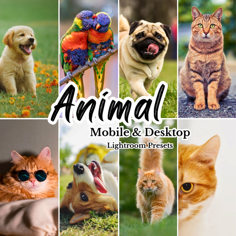 K&ouml;nnte beinhalten: Eine Collage aus Bildern mit verschiedenen Tieren, darunter ein Golden-Retriever-Welpe, ein Mops, eine getigerte Katze, ein Corgi und eine rotbraune Katze. Die Bilder sind in einem Raster angeordnet, in dessen Mitte das Wort "Animal" in gro&szlig;en, fetten Buchstaben steht. Der Text "Mobile & Desktop Lightroom Presets" ist ebenfalls enthalten.