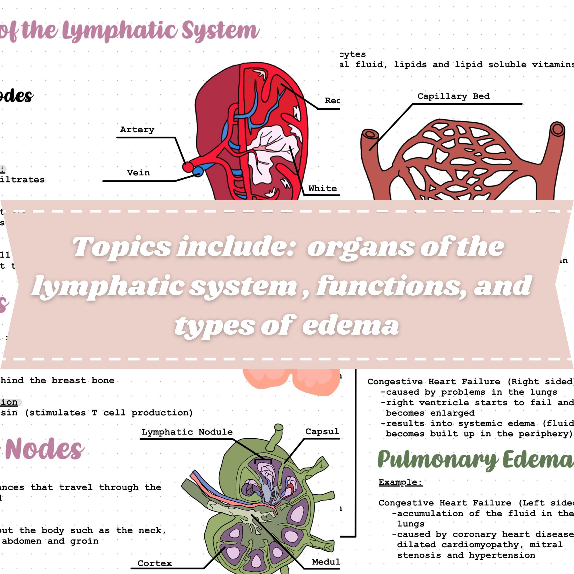 Human Anatomy | Lymphatic System Notes - Etsy
