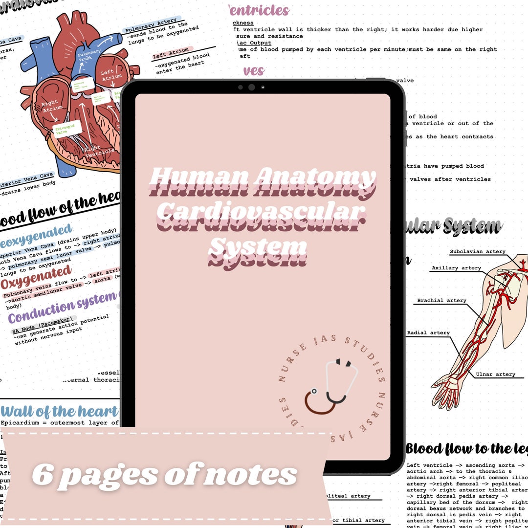 Human Anatomy | Cardiovascular System Notes - Etsy
