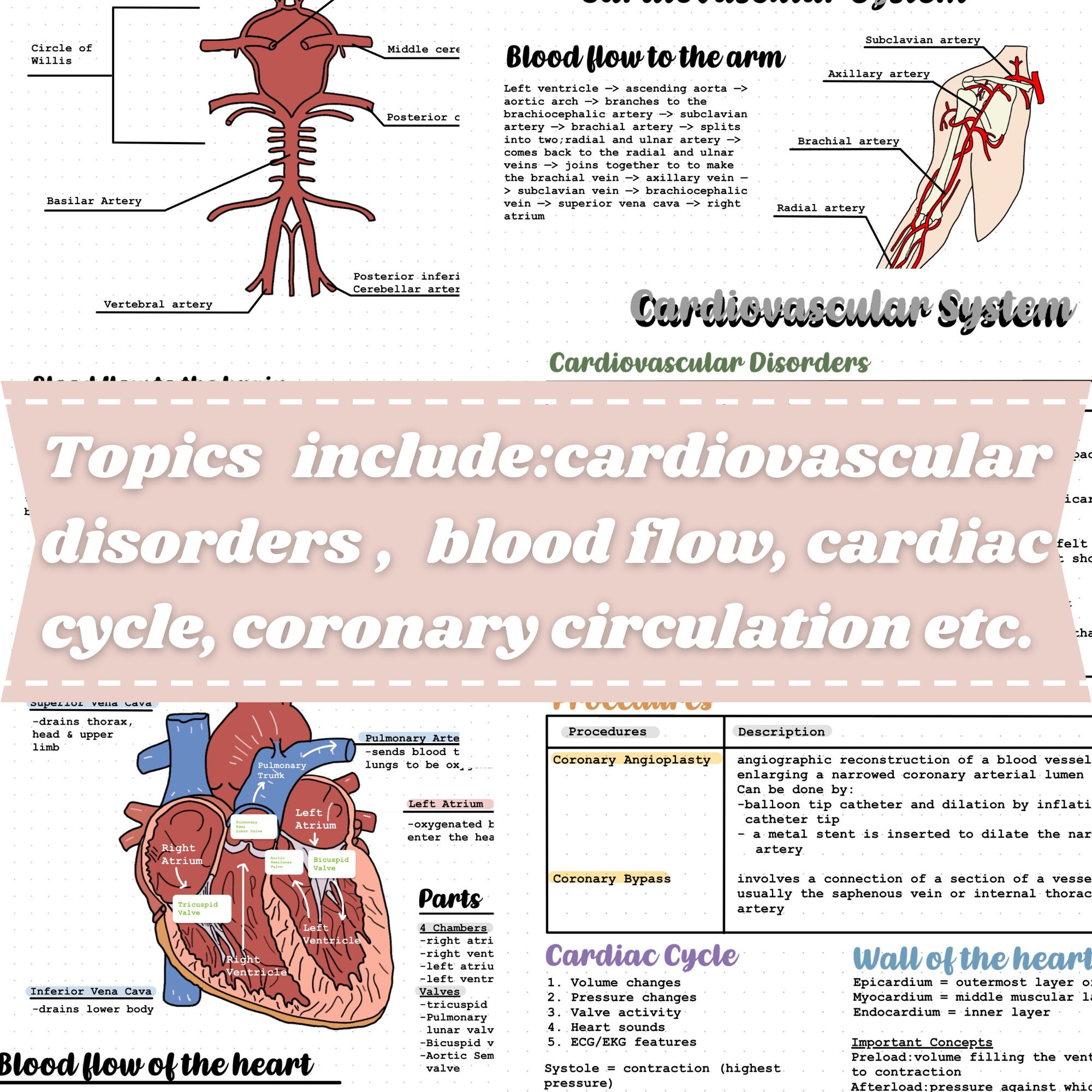 Human Anatomy | Cardiovascular System Notes - Etsy Australia