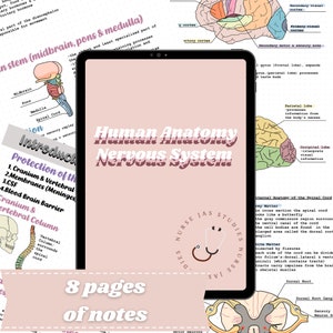 Human Anatomy | Nervous System Notes