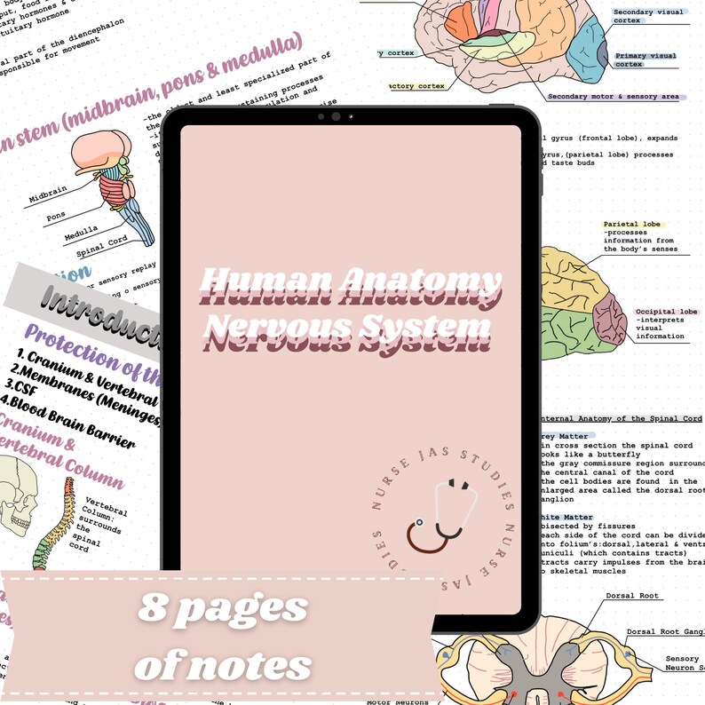 Human Anatomy | Nervous System Notes - Etsy