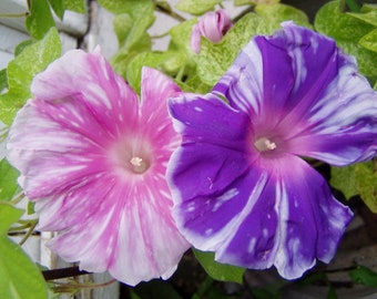 May include: Close-up of two morning glory flowers. One is pink with white streaks, the other is purple with white streaks. Both flowers have a light-colored center and are surrounded by green leaves.
