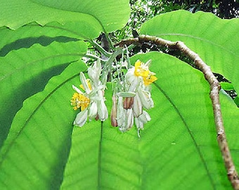 Tree Passion Flower | Passiflora macrophylla | 5 Seeds