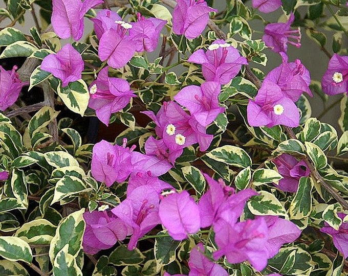 Blueberry Ice Bougainvillea Pint Plant Etsy