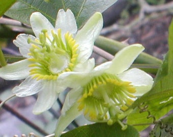 Passiflora Biflora 10 seeds