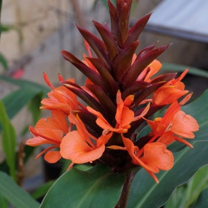 Hedychium rubrum Hedychium deceptum Red Butterfly Ginger 5 seeds image 1