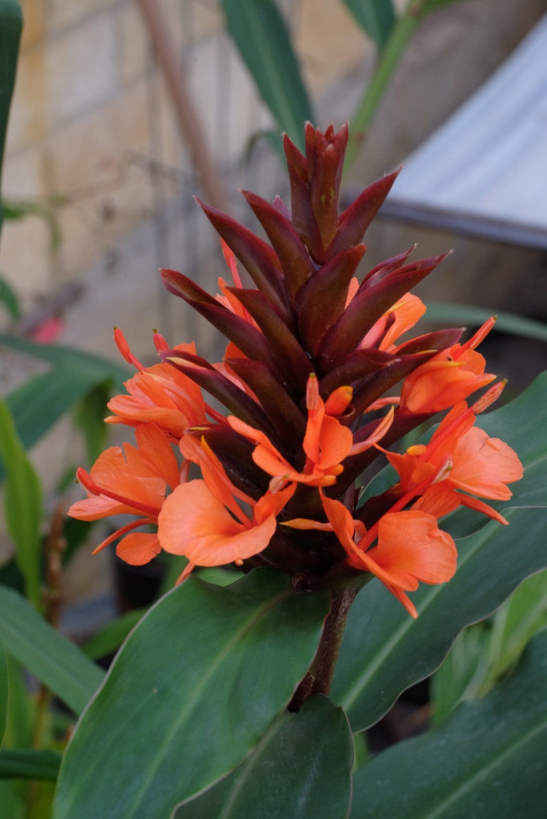 Hedychium rubrum Hedychium deceptum Red Butterfly Ginger 5 seeds image 1