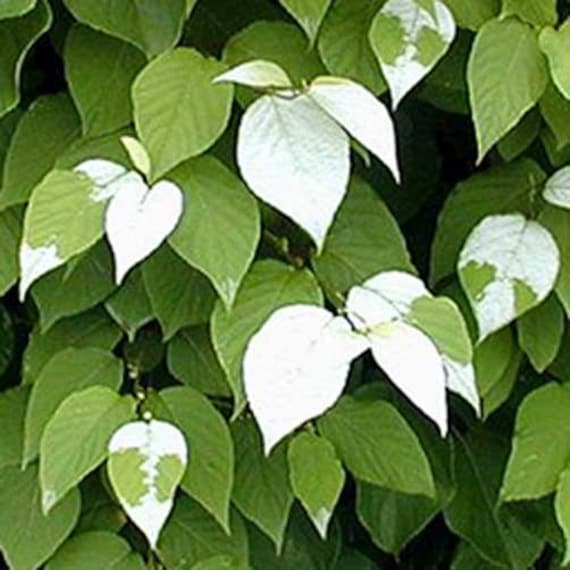 Silver Vine Actinidia Polygama 10 Seeds Grown in USA Etsy