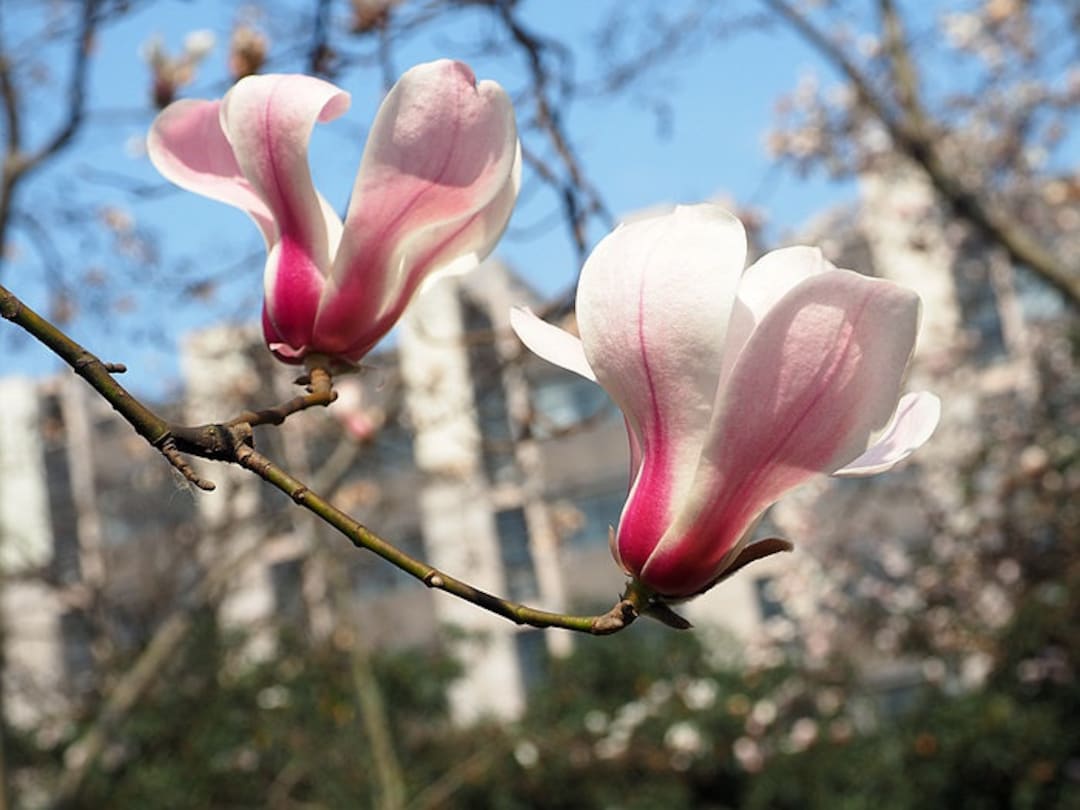Biondii's Magnolia or Chinese Willow Leaf Magnolia 6 Seeds