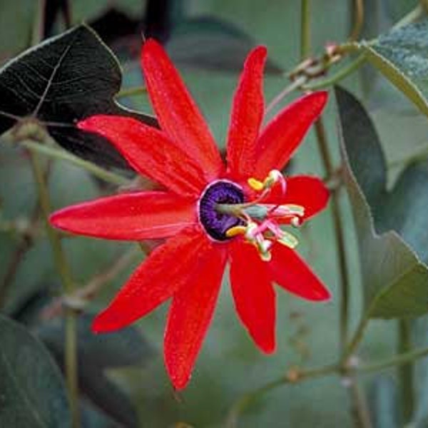 Red Passion Flower Passiflora manicata 8 seeds