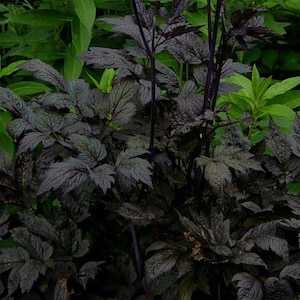 May include: Close-up of a plant with dark purple leaves and stems. The leaves have a textured appearance and are arranged in a dense pattern. The background features green foliage, creating a contrast with the dark plant. The image showcases a garden plant.